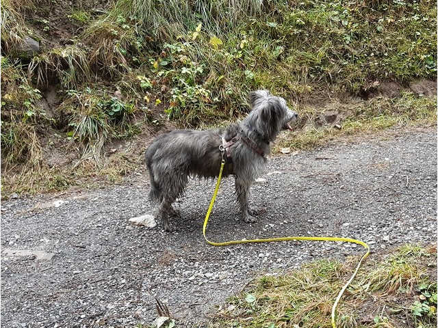 Hundetreffen 2019 im Allgäu (14)